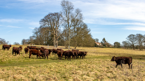 Sussex cattle on estate in front of Hinton Ampner house by Hugh Mothersole